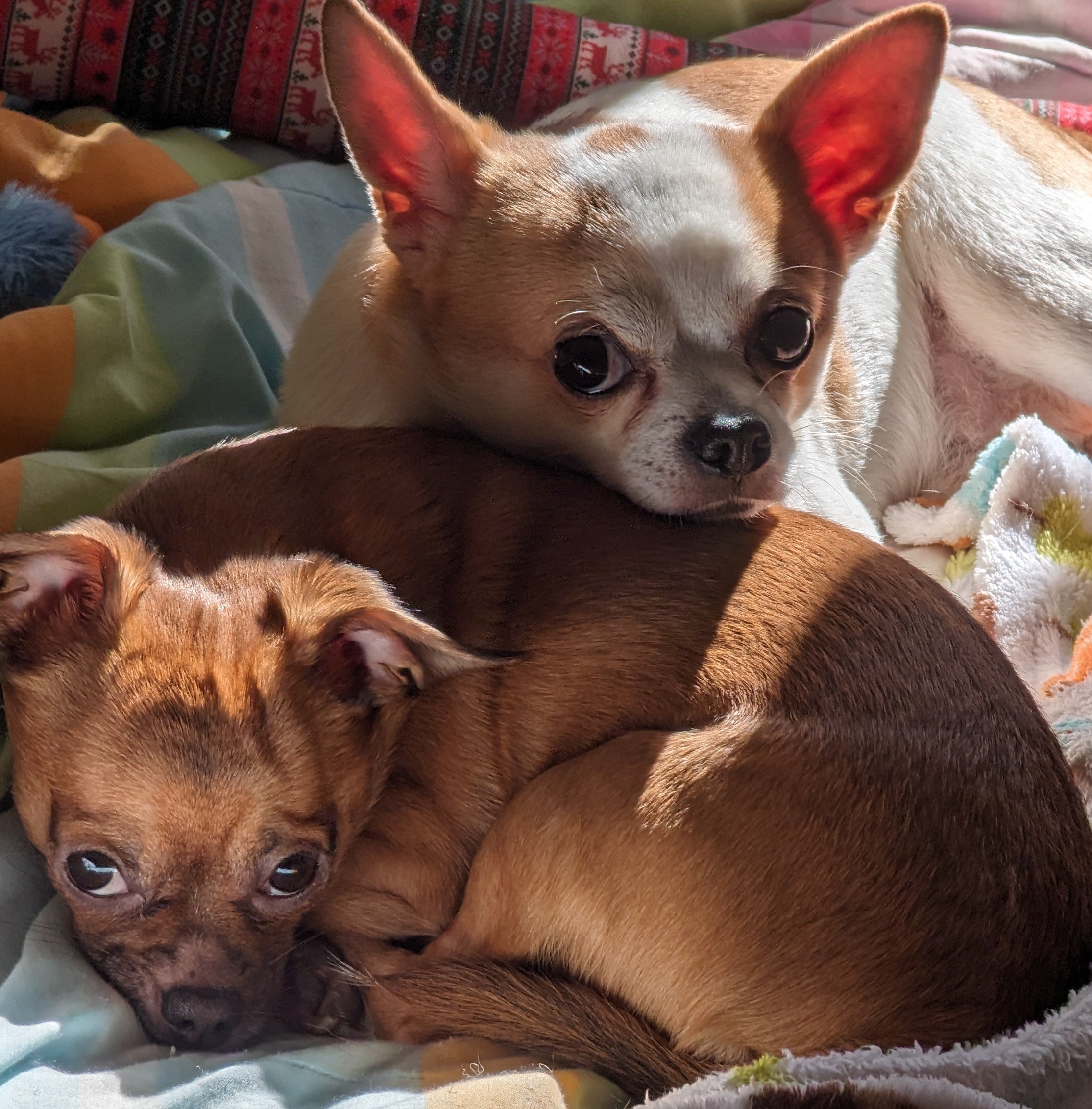 Animals and Pet Supplies example products